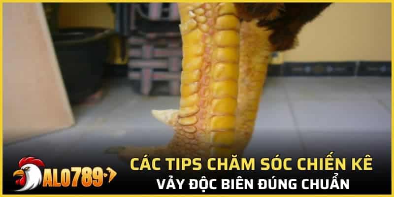 Các tips chăm sóc chiến kê vảy độc biên đúng chuẩn