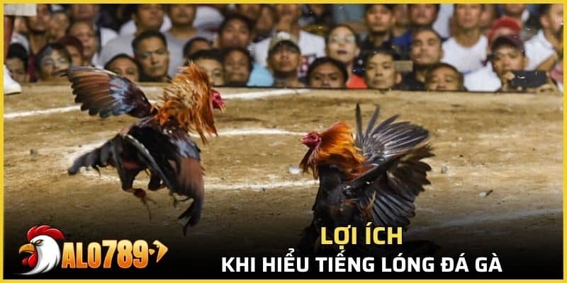 Giải thích vai trò khi hiểu tiếng lóng đá gà