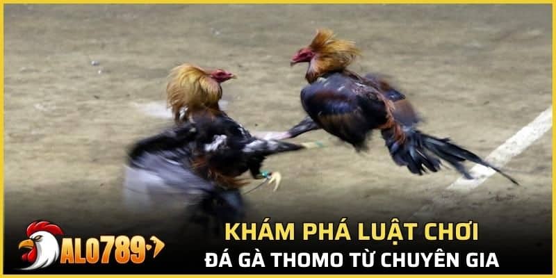 Khám phá luật chơi đá gà thomo từ chuyên gia 