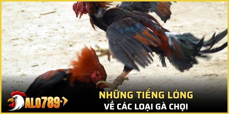 Những tiếng lóng về các loại gà 